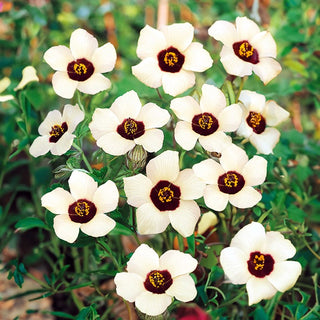 Stundenblume - Wärmeliebende Zierpflanze Für Beete - Hibiscus trionum - Premium-Saatgut