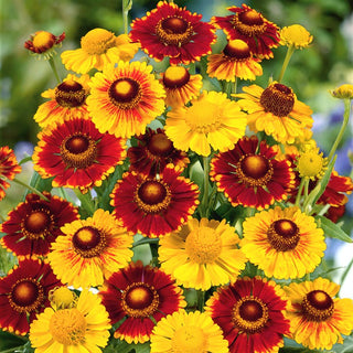 Herbst Sonnenbraut - Ideal Für Sonnige Standorte - Helenium autumnale - Premium-Saatgut