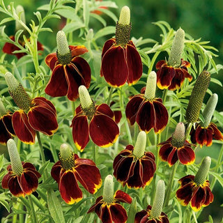 Präriesonnenhut - Auffallend Gelb-Orangefarbene Blüten - Ratibida columnifera