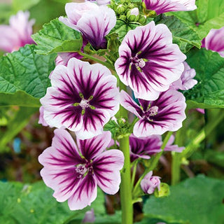 Wilde Malve - Zebrina - Kräftiger Und Schneller Wuchs, Gestreifte Blüten - Malva sylvestris - Premium-Saatgut