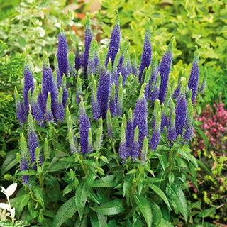 Ähriger Ehrenpreis - Blau - Elegante Blütenähren, Schön In Gruppen - Veronica spicata - Premium-Saatgut