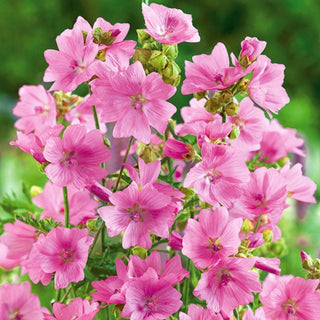 Moschus-Malve - Rosa - Niedrige Blühstaude, Bienen- Und Schmetterlingsfreund - Malva moschata - Premium-Saatgut