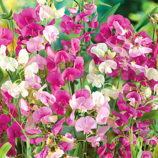 Staudenwicke - Für Die Küche, Für Das Beet - Lathyrus latifolius
