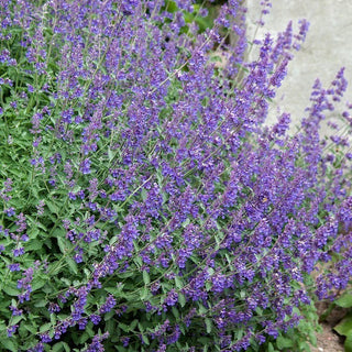 Catmint - Fragrant Decoration and Natural Mosquito Repellent - Nepeta mussinii - Premium Seeds