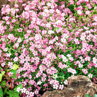 Zwerg-Schleierkraut - Mischung - Zarte Pastellfarben-Mischung - Gypsophila repens