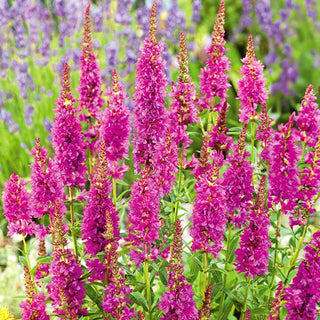 Gewöhnlicher Blutweiderich - Rosy Gem - Wertvolle Ergänzung Für Die Blumenwiese - Lythrum salicaria - Premium-Saatgut