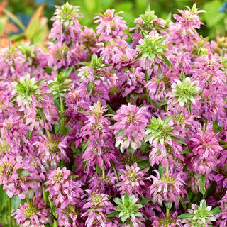 Zitronen-Monarde - Attraktive Rabattenzierde, Wertvolle Kräuterecke - Monarda citriodora - Premium-Saatgut