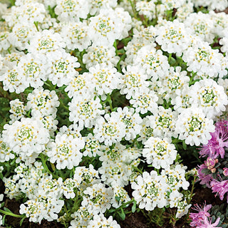 Immergrüne Schleifenblume - Bodendeckende Staude Mit Dichten Blüten - Iberis sempervirens - Premium-Saatgut
