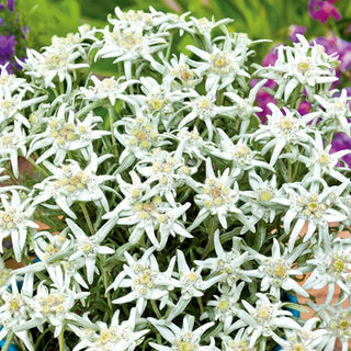 Alpen-Edelweiss - Mehrjährige Robuste Felsenpflanze - Leontopodium alpinum