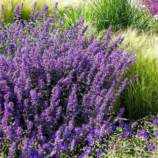 Catmint - Attracts Cats, Repels Mosquitoes - Nepeta Mussinii - Premium Seeds