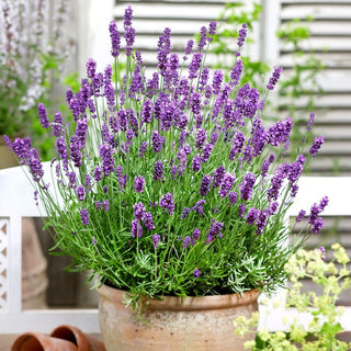 BIO Lavendel officinale - Beruhigender Duft, Wertvolle Eigenschaften - Lavandula officinalis - Premium-Saatgut