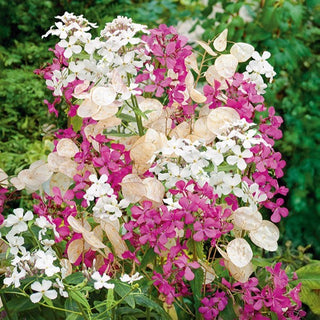 Silberblatt - Dekorativ Den Ganzen Sommer - Lunaria biennis - Premium-Saatgut