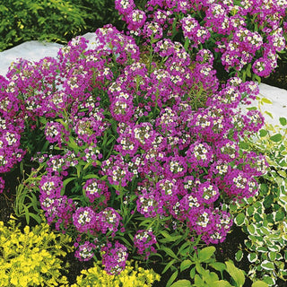 Steinkraut - Lila-violett - Reichblühend, Perfekt Für Beeteinfassungen - Lobularia maritima