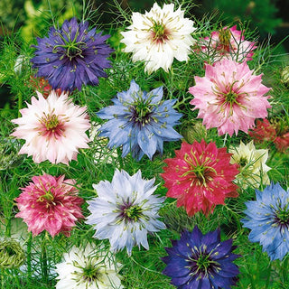 Jungfer im Grünen - Mischung - Bunte Sommerblütenmischung - Nigella damascena - Premium-Saatgut