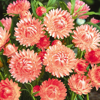 Strohblume - Lachs - Perfekt Für Trockengestecke - Helichrysum bracteatum