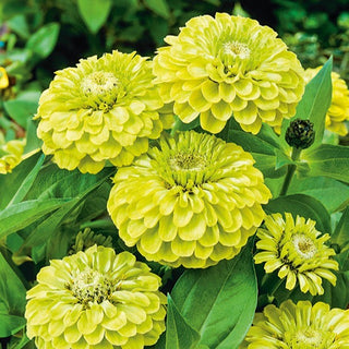 Zinnie Dahlienblütige - Envy - Einzigartiges Limettengrün Der Blüten - Zinnia elegans