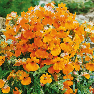 Elfenspiegel - Orange Prince - Einfache Und Erfolgreiche Aussaat - Nemesia strumosa
