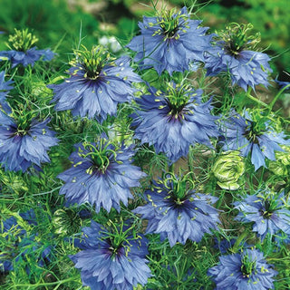 Jungfer im Grünen - Blau - Zauber Blaublühender Schönheit - Nigella damascena - Premium-Saatgut