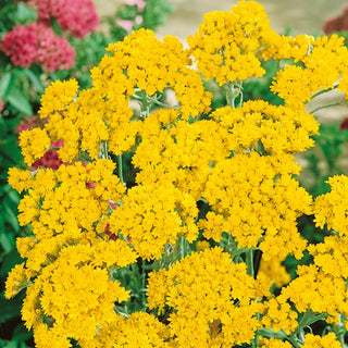 Helipterum sandfordii - Goldgelbe, Reich Blühende Polster - Helipterum humboldtianum - Premium-Saatgut