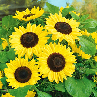 Sonnenblume - Bambino - Leicht Zu Kultivieren, Schnelles Wachstum - Helianthus annuus - XXL-Packung - 1 kg