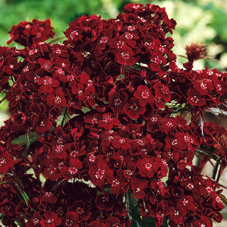 Bartnelke - Black Magic - Auffällige Sorte, Perfekt Für Schnittblumen - Dianthus barbatus