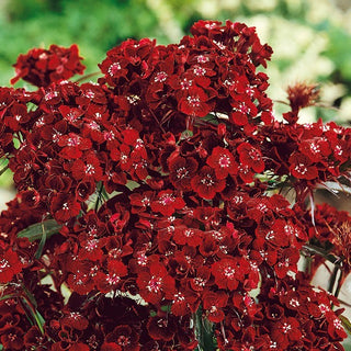 Bartnelke - Dunetti - Auffällige Sorte Für Klassische Arrangements - Dianthus barbatus