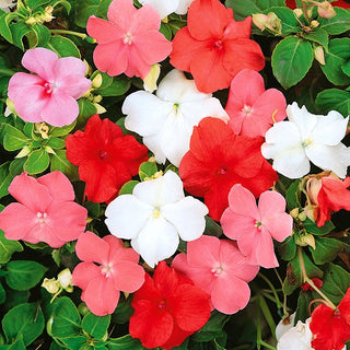 Fleißiges Lieschen - Mischung - Insektenfreundlich, Schmetterlingsmagnet - Impatiens walleriana