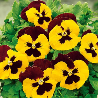Stiefmütterchen - Red Wings - Auffällige Blüten In Warmen Farbtönen - Viola ×wittrockiana
