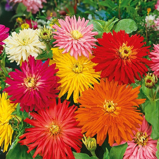 Zinnie Kakteenblütige - Mischung - Farbenpracht Im Sommergarten - Zinnia elegans
