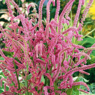 Russische Statice - Langlebig Und Zart, Trockenheitstolerant - Limonium suworowii