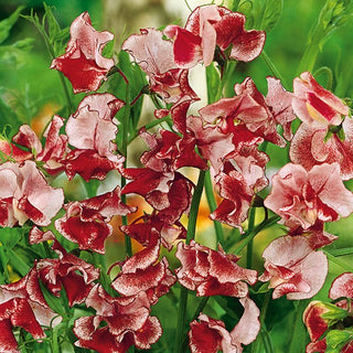 Edelwicke - Wiltshire Ripple - Eleganter Creme-Rot-Kontrast - Lathyrus odoratus