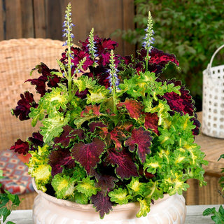 Coleus Rococo - Ideal for Borders and Edging, Tropical Explosion of Colours - Coleus blumei - Premium Seeds