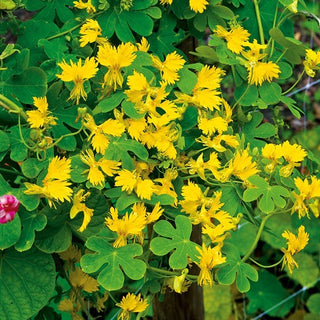 Kanarische Kapuzinerkresse - Intensiv Duftende Hellgelbe Blüten - Tropaeolum peregrinum