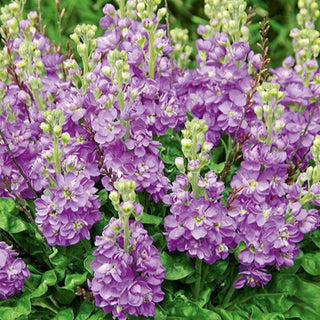 Levkoje - Excelsior Lavender Lilac - Romantische Blütenpracht - Matthiola incana