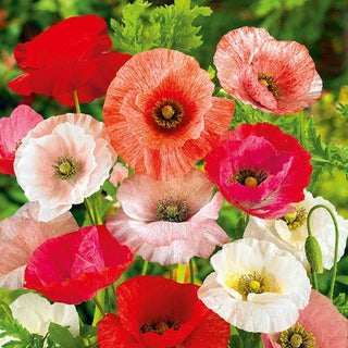 Klatschmohn - Pastell Gefüllte Mischung - Zarte Farben, Üppige Blüten - Papaver rhoeas