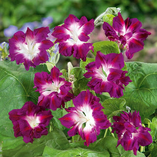 Prunkwinde - Ruffled Red - Gefüllte Blüten, Rotes Farbenspiel, Schnelles Wachstum - Ipomoea x imperialis