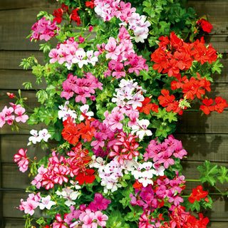 Hängegeranie - Speedy Mischung - Ideal Für Hängetöpfe - Pelargonium peltatum