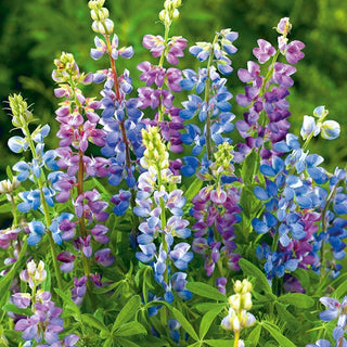 Lupine einjährig - Pixie Delight - Üppige Sommerblüte - Lupinus hartwegii - Premium-Saatgut