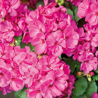 Geranie - Rosa - Leicht Für Die Kübelbepflanzung - Pelargonium zonale