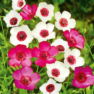 Roter Lein - Mischung - Zierliche Blüten In Vielen Farben - Linum grandiflorum - Premium-Saatgut
