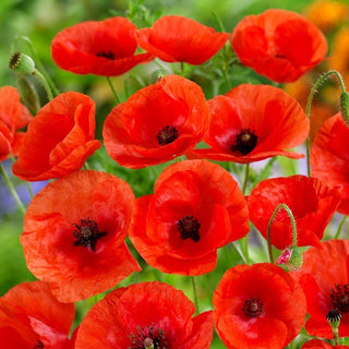 Klatschmohn Einjährig - Perfekt Für Blumenwiesen Und Feldränder - Papaver rhoeas - 100 g