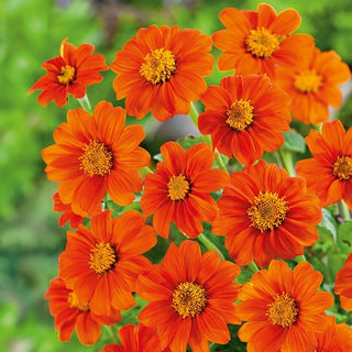Mexikanische Sonnenblume - Goldfinger - Auffallend Schön, Perfekt Für Beete Und Gärten - Tithonia rotundifolia - Premium-Saatgut