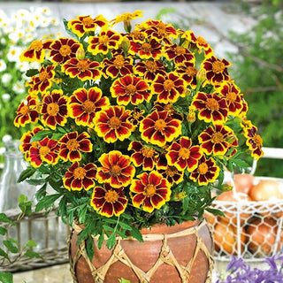 Studentenblume - Marietta - Zierde Für Beete Und Speisen - Tagetes patula