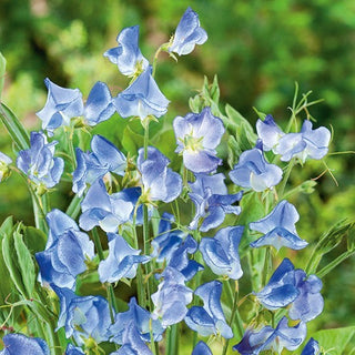 Edelwicke - Blue Ripple - Zarte Duftende Sorte - Lathyrus odoratus