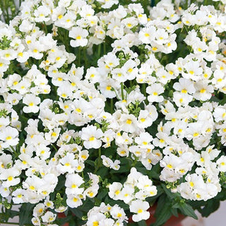 Elfenspiegel - White Knight - Reinweiße Blüten, Reichblühend - Nemesia strumosa