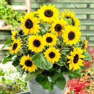 Polino Cola Sunflower - Explosion of Beauty for Balcony and Terrace! - Helianthus Annuus - Premium Seeds