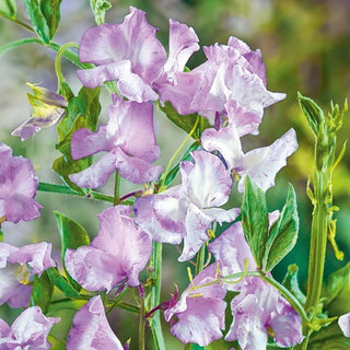Edelwicke - Lilac Ripple - Auffällige Blüten, Intensiver Duft - Lathyrus odoratus
