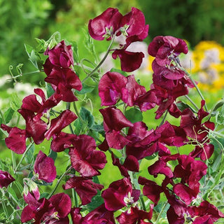 Edelwicke - Black Knight - Tiefe Farbe, Elegantes Aussehen - Lathyrus odoratus