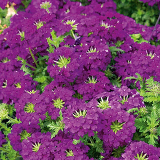 Garten Eisenkraut - Violett - Kompakter Wuchs, Lange Blütezeit - Verbena hybrida