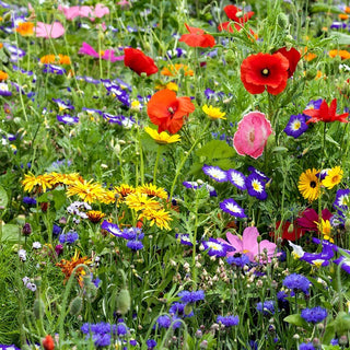 Blumenwiese - die Auswahl über 40 Arten Wiesenblumen - Lange Und Prächtige Blüte - XXL-Packung - 1 kg - Premium-Saatgut